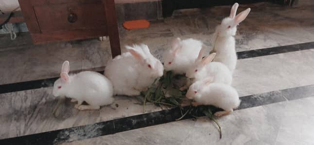 Cuties for sale