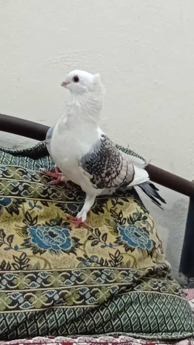 Male sentient patha for sale or exchange with female