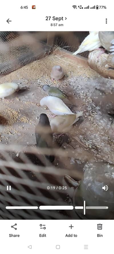 Gouldian Finch Chick