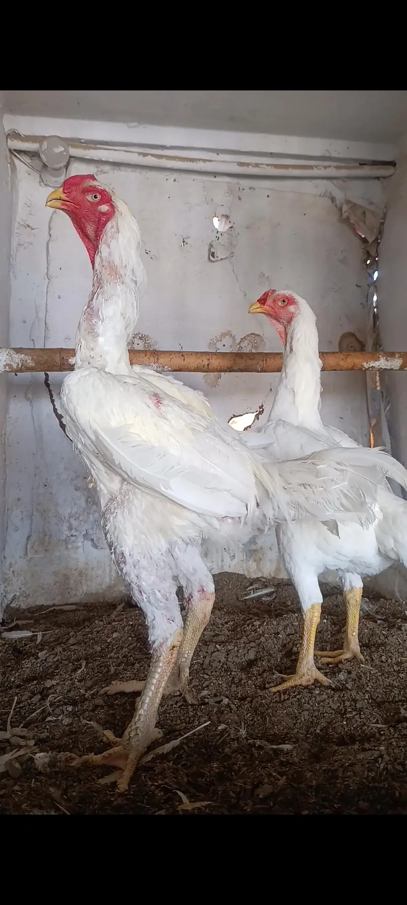 king o shamo paper white pair — photo 2