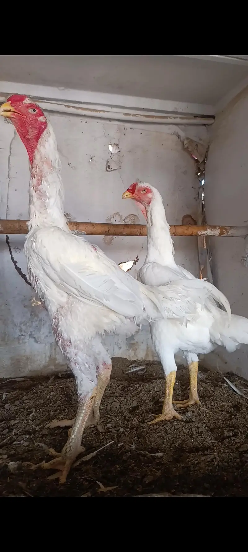 king o shamo paper white pair — photo 4