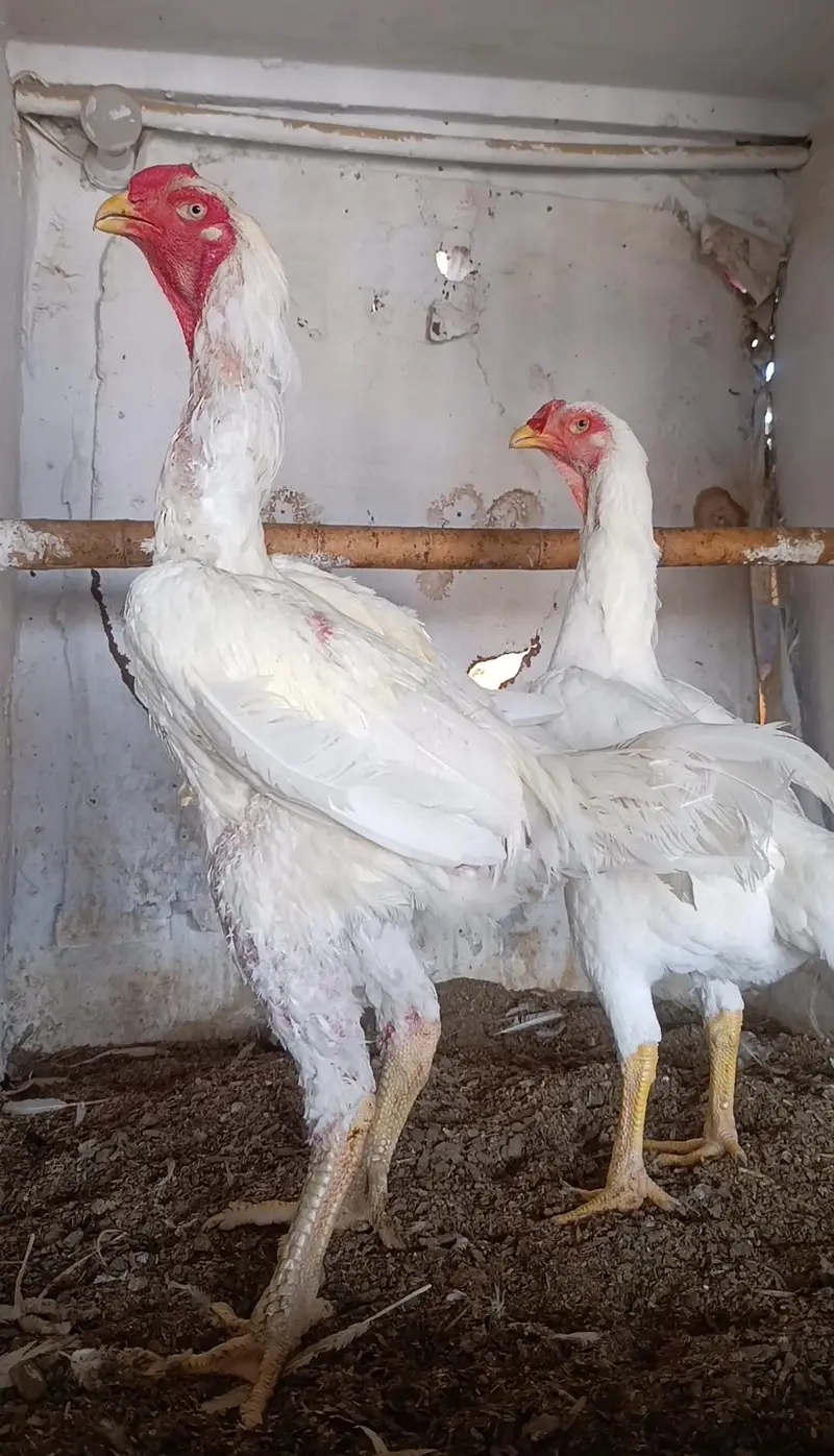 king o shamo paper white pair — photo 7