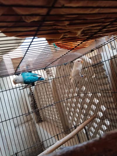 Breeder pair with DNA and cage for sale