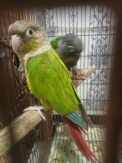 red pine apple conure and green chick conure cross pair