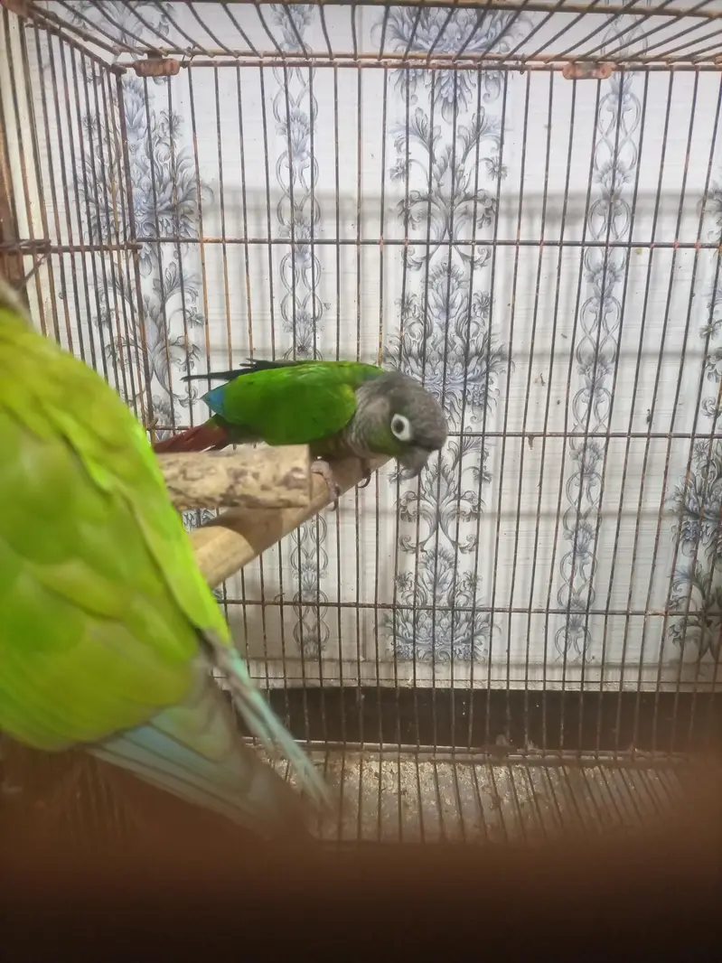 red pine apple conure and green chick conure cross pair — photo 2