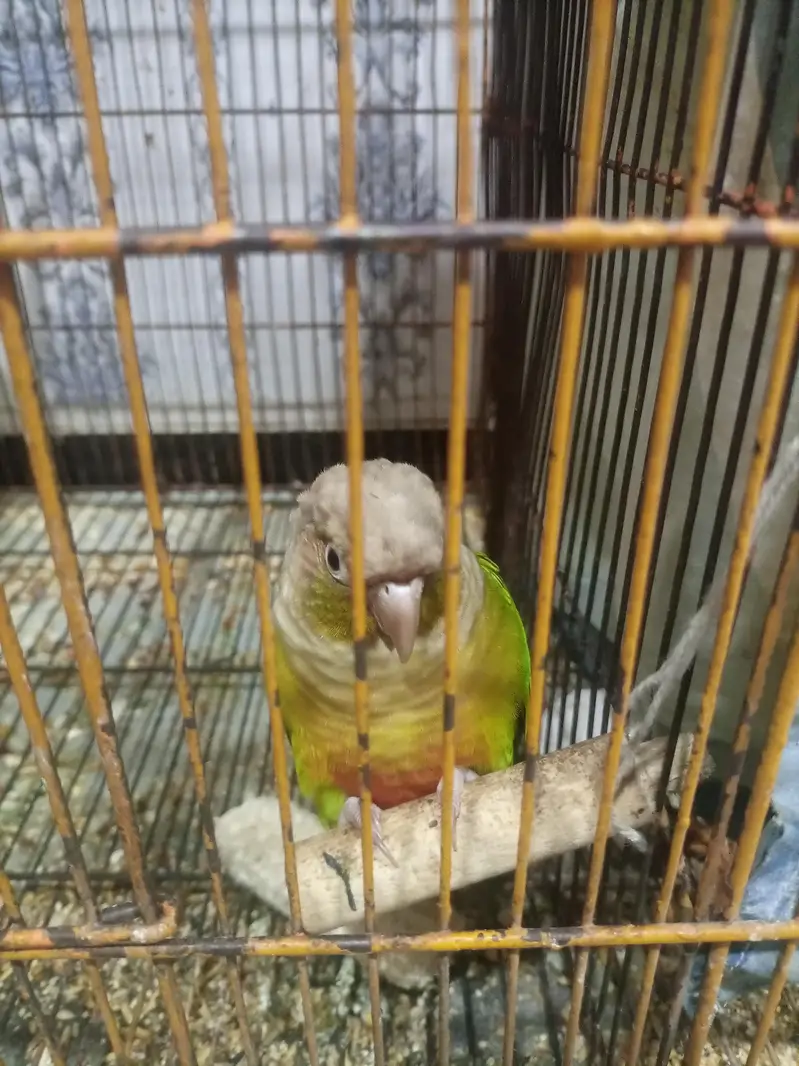 red pine apple conure and green chick conure cross pair — photo 3