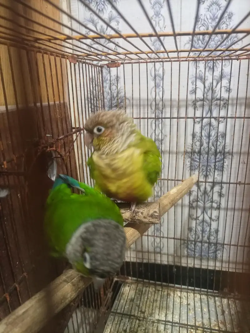 red pine apple conure and green chick conure cross pair — photo 4