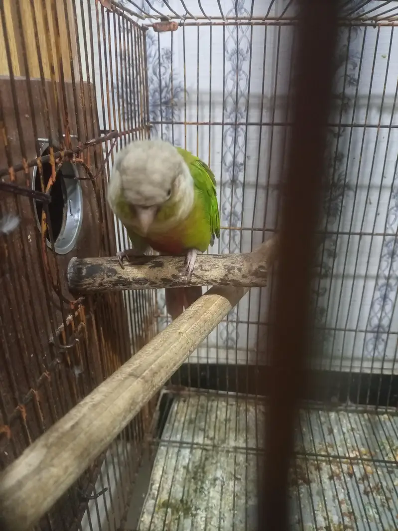 red pine apple conure and green chick conure cross pair — photo 5