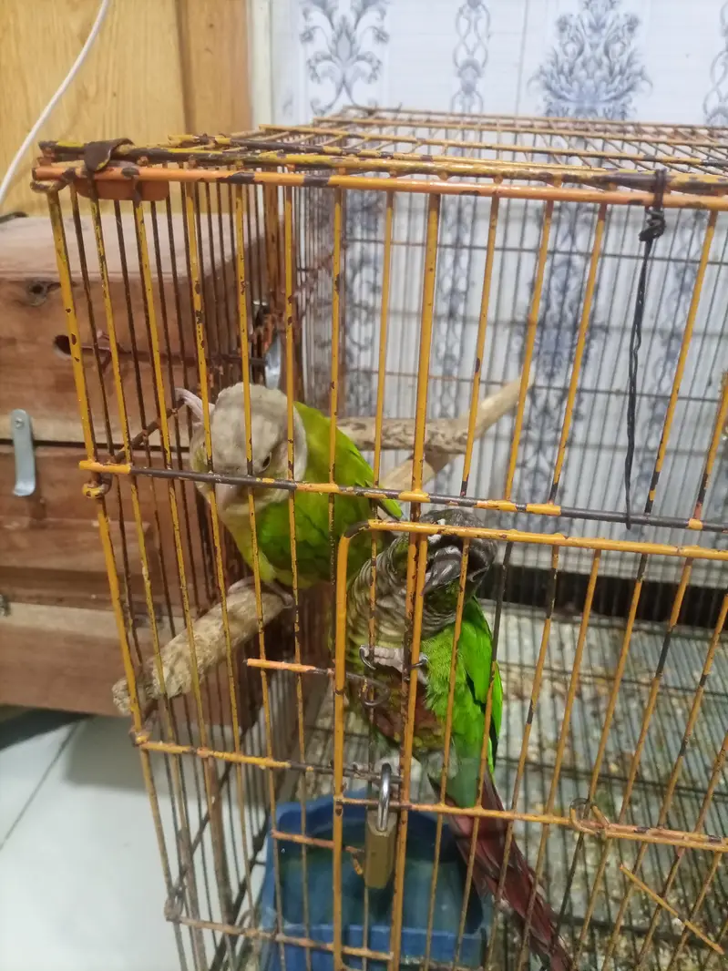 red pine apple conure and green chick conure cross pair — photo 6