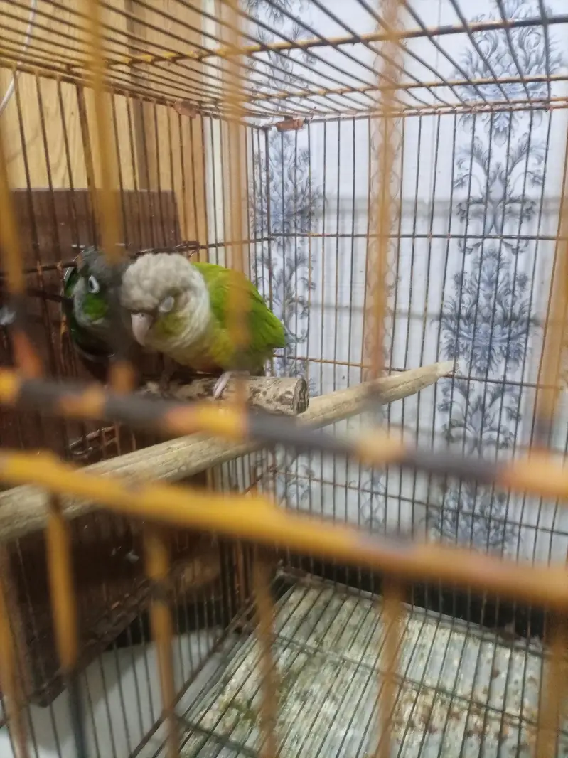 red pine apple conure and green chick conure cross pair — photo 7