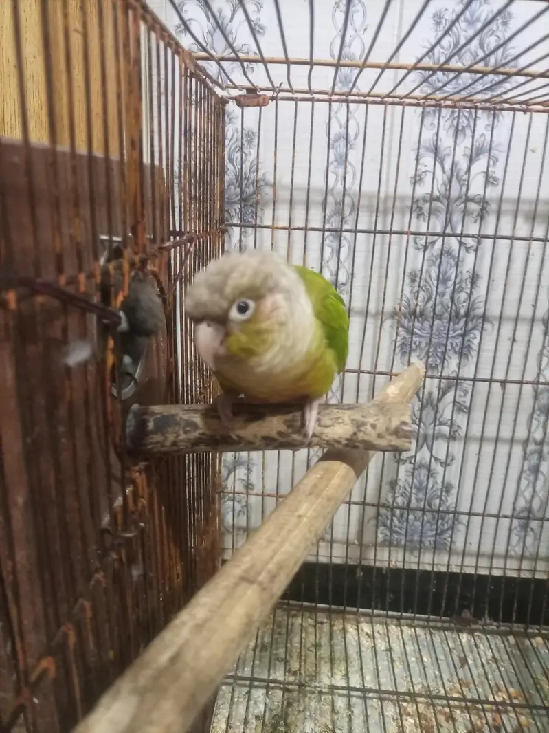 red pine apple conure and green chick conure cross pair — photo 8