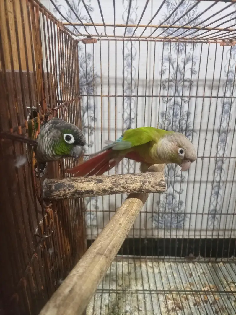 red pine apple conure and green chick conure cross pair — photo 9
