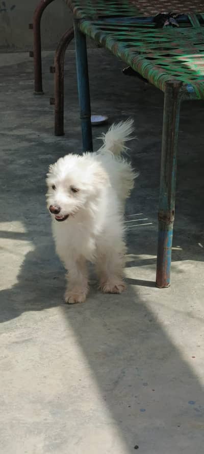 poodle puppy 10 months age fully freindly family dog 0 bite