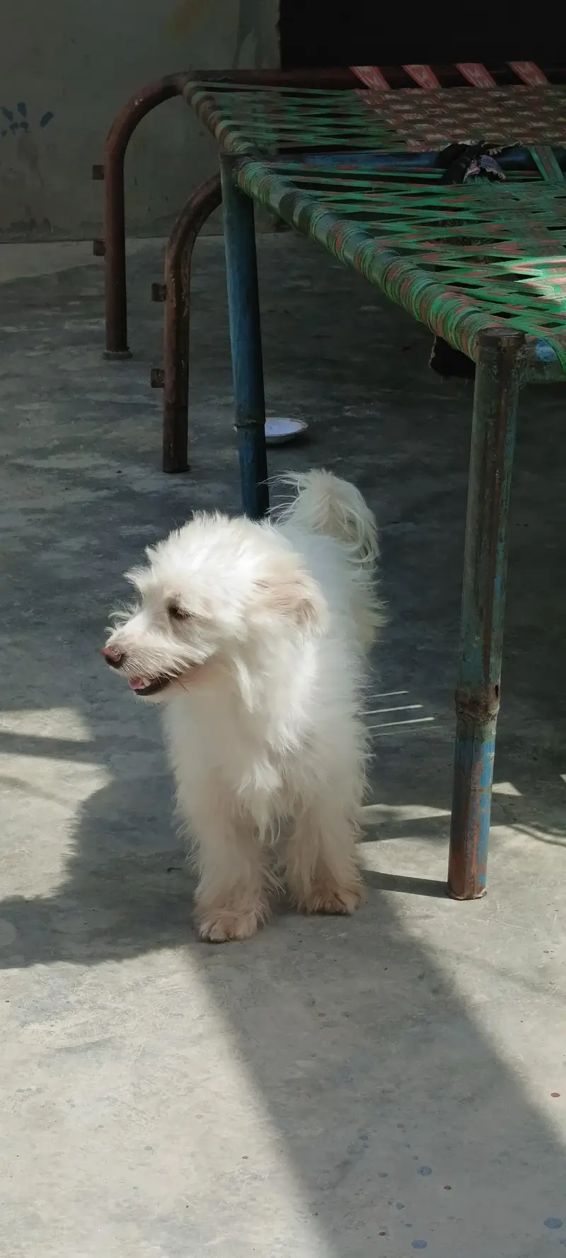 poodle puppy 10 months age fully freindly family dog 0 bite — photo 2