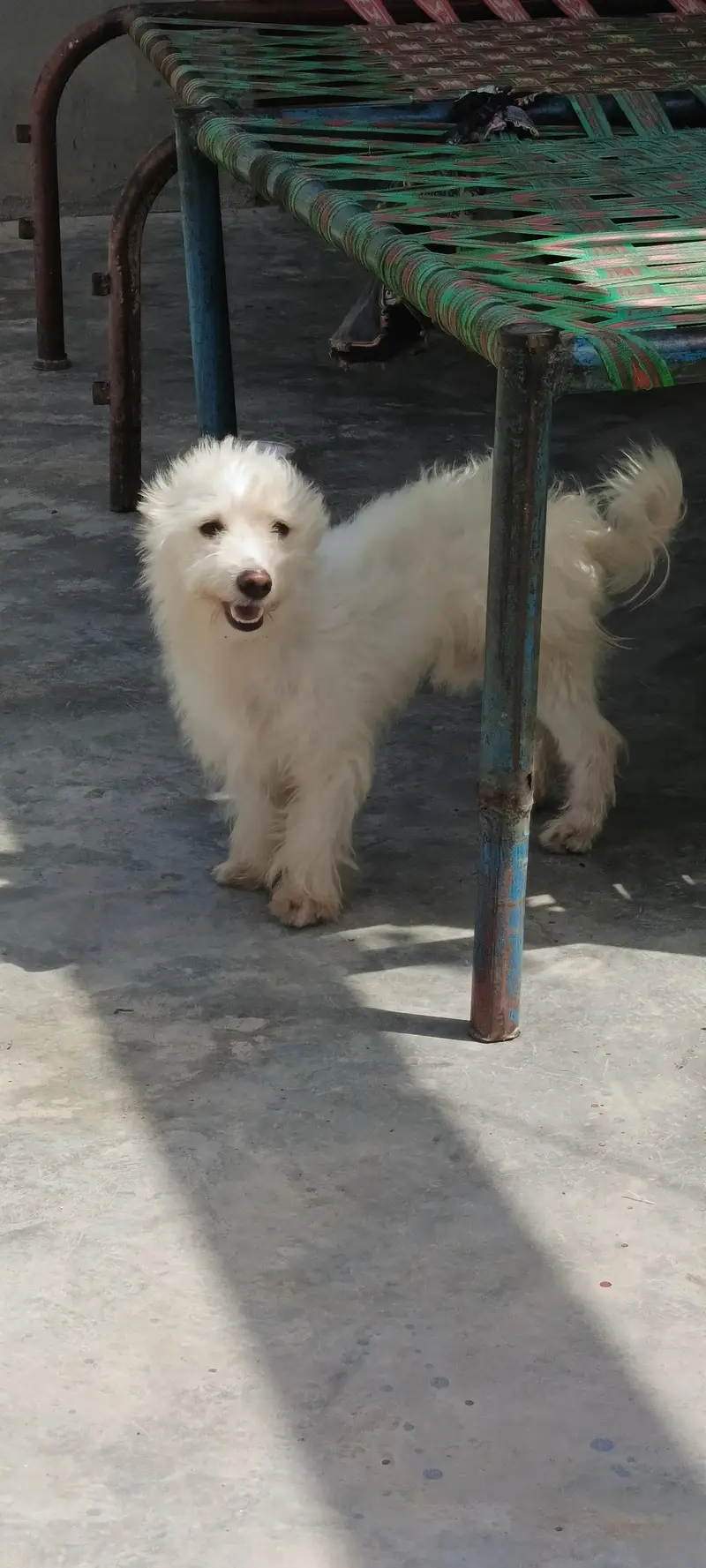 poodle puppy 10 months age fully freindly family dog 0 bite — photo 3