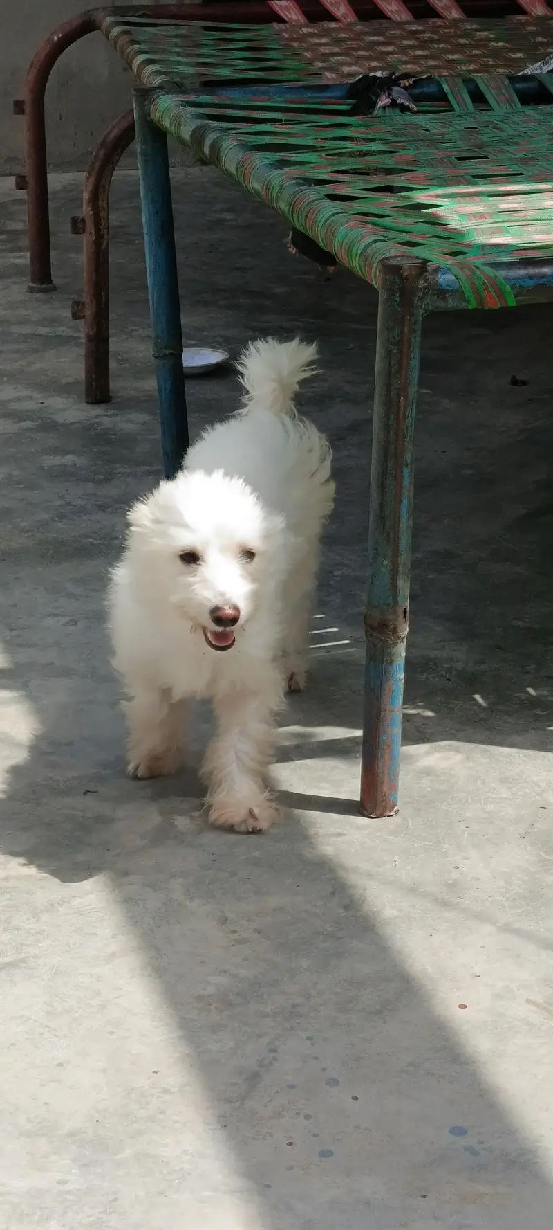 poodle puppy 10 months age fully freindly family dog 0 bite — photo 4