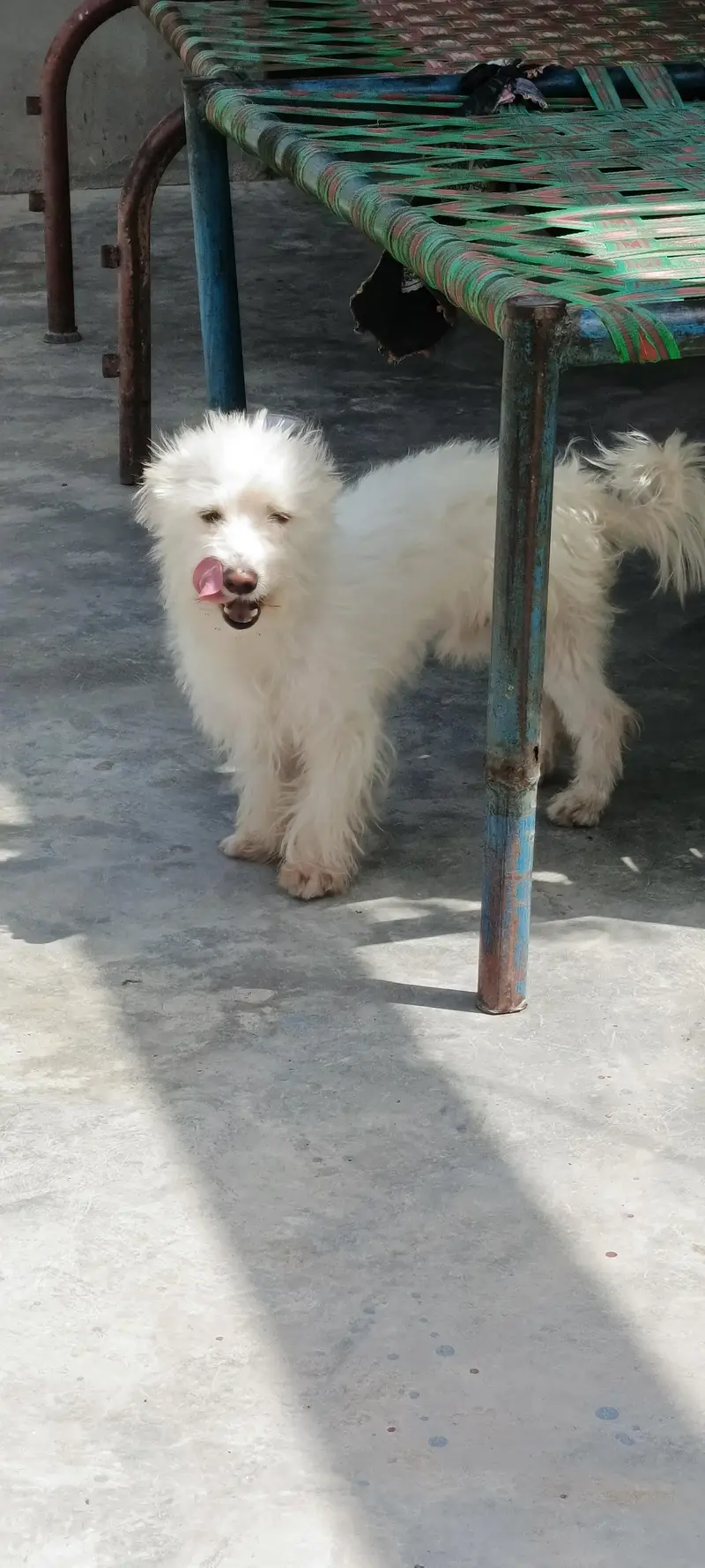 poodle puppy 10 months age fully freindly family dog 0 bite — photo 5