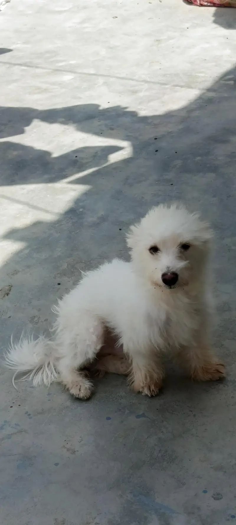 poodle puppy 10 months age fully freindly family dog 0 bite — photo 6