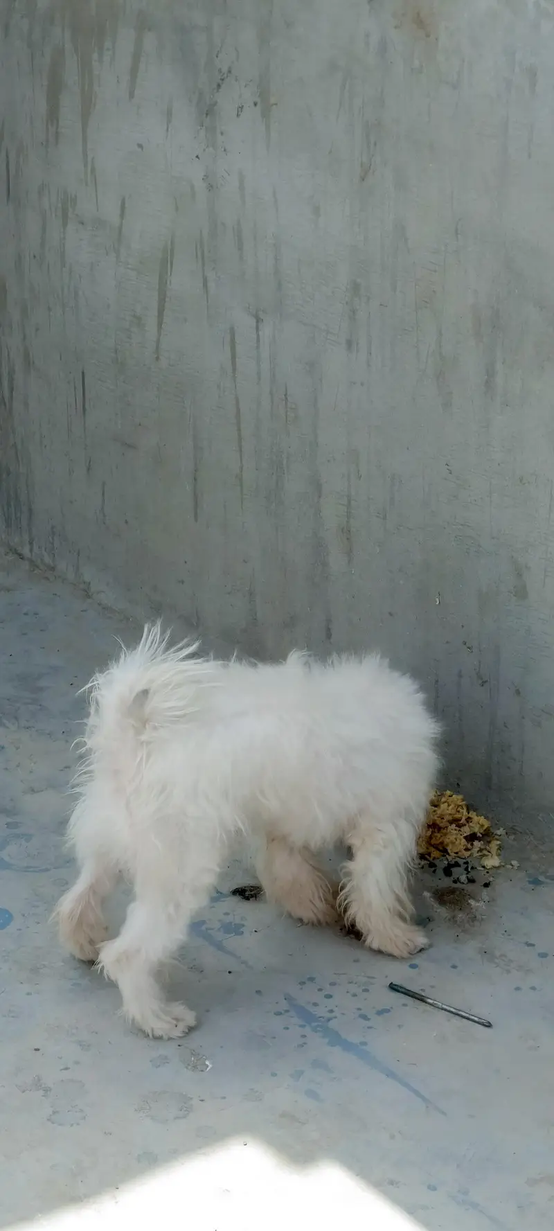 poodle puppy 10 months age fully freindly family dog 0 bite — photo 7