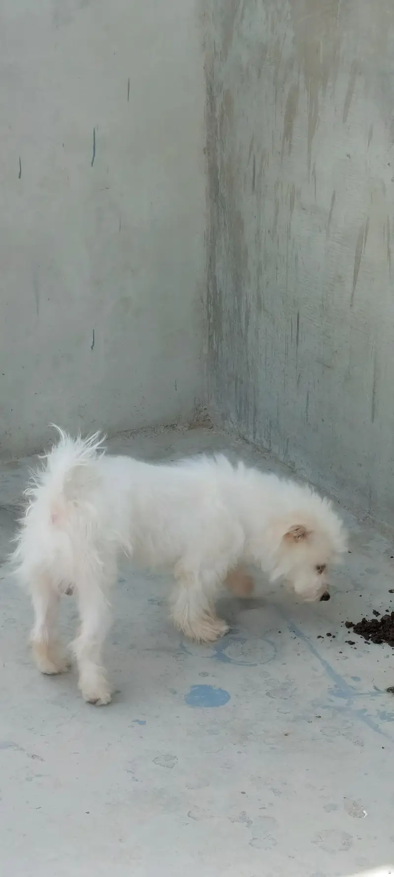 poodle puppy 10 months age fully freindly family dog 0 bite — photo 8