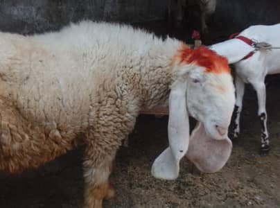 kajli bheer fresh cross with vvvvvvvip breeder achi hight lenght