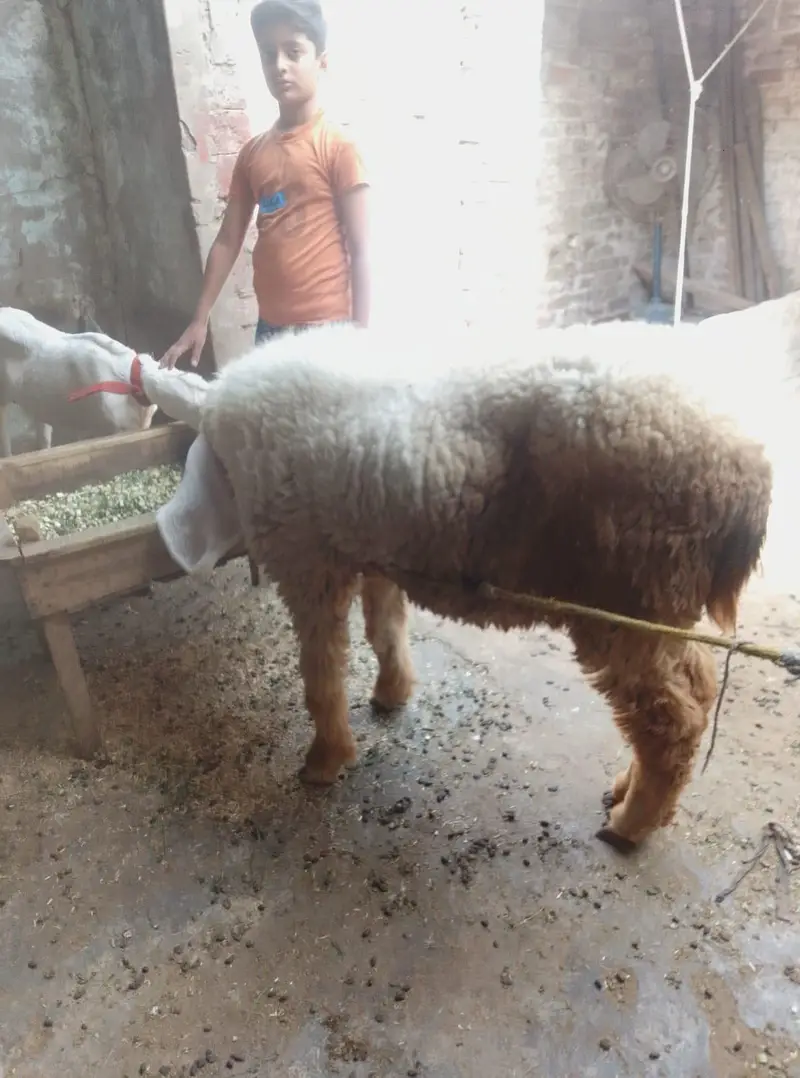 kajli bheer fresh cross with vvvvvvvip breeder achi hight lenght — photo 4