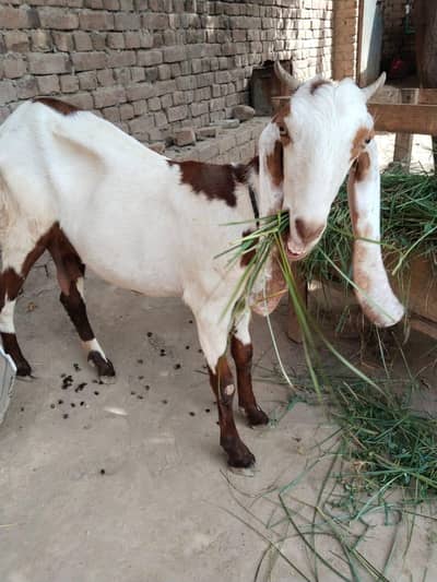 A beautifull Goat