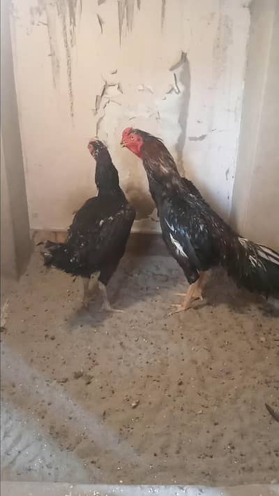 Mashallah Black O Shamo Breeder Pair 0326/7678/540