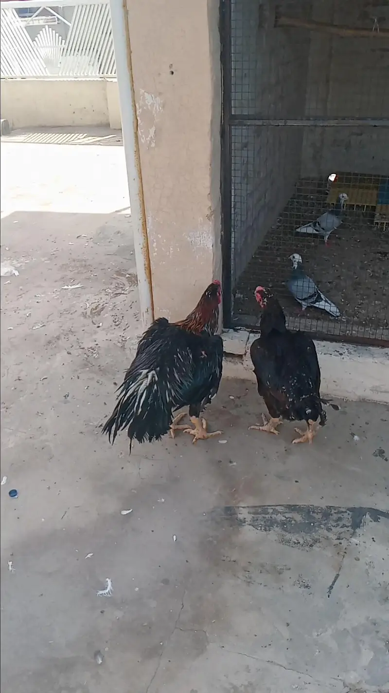 Mashallah Black O Shamo Breeder Pair 0326/7678/540 — photo 2