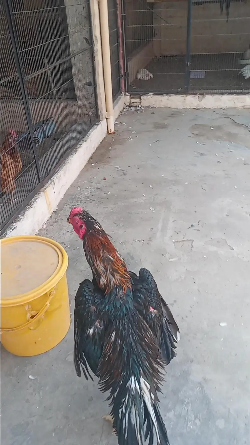 Mashallah Black O Shamo Breeder Pair 0326/7678/540 — photo 3