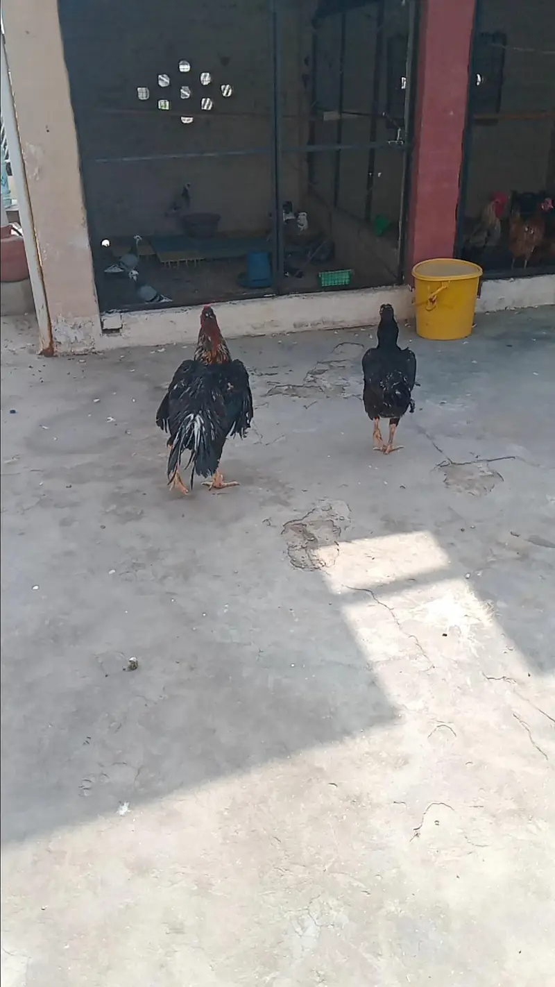 Mashallah Black O Shamo Breeder Pair 0326/7678/540 — photo 4