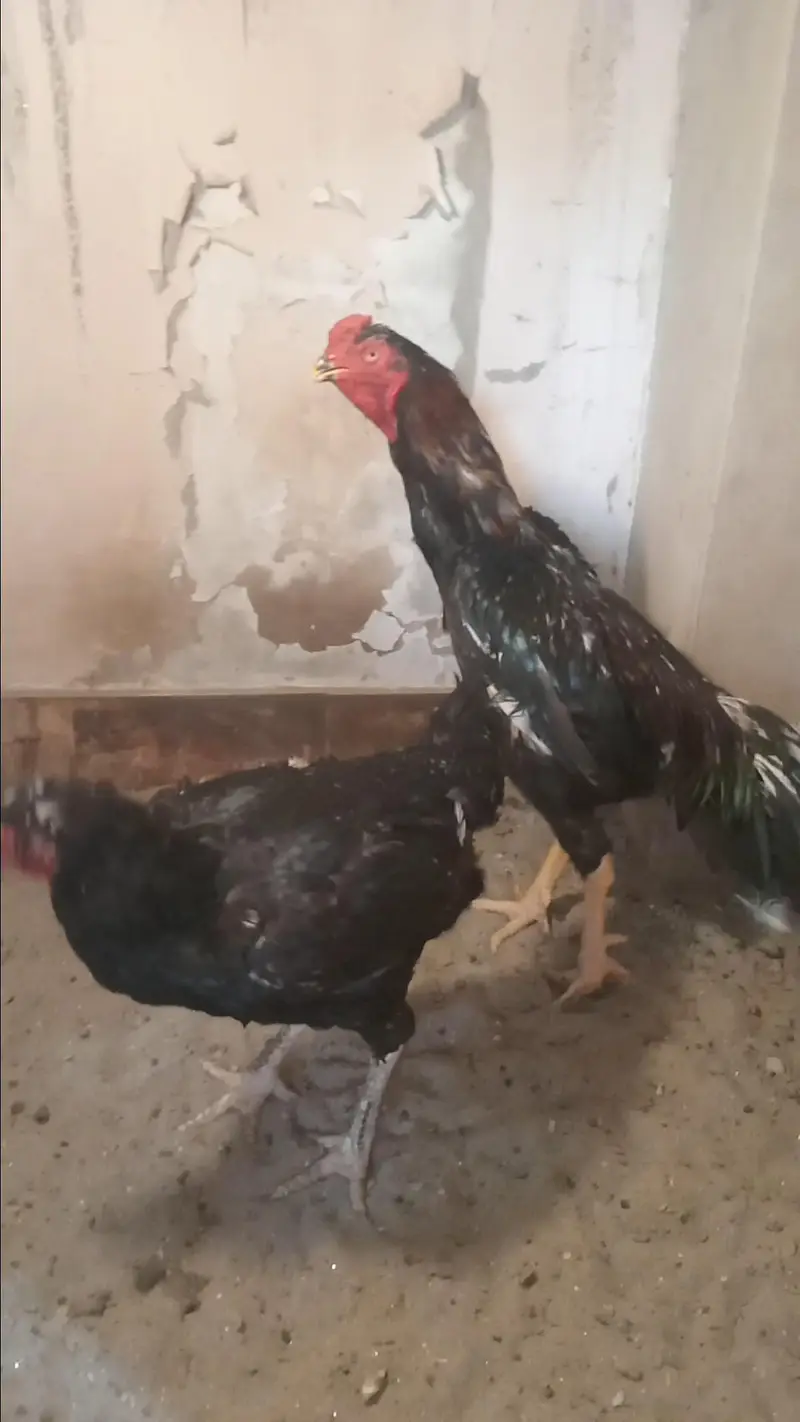 Mashallah Black O Shamo Breeder Pair 0326/7678/540 — photo 5