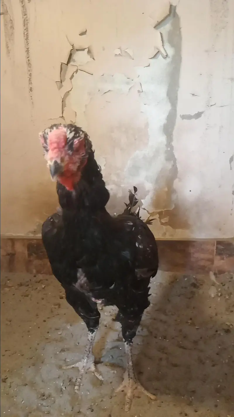 Mashallah Black O Shamo Breeder Pair 0326/7678/540 — photo 6