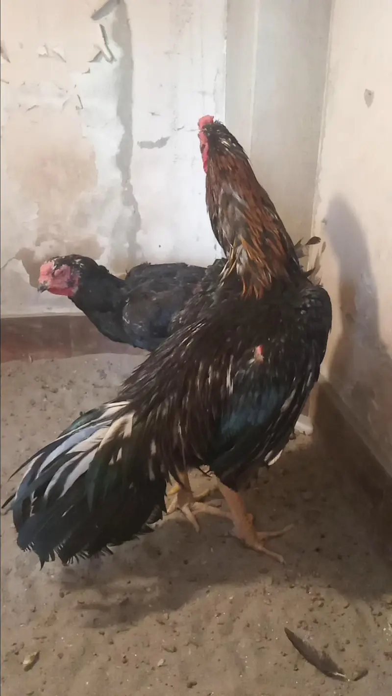 Mashallah Black O Shamo Breeder Pair 0326/7678/540 — photo 7