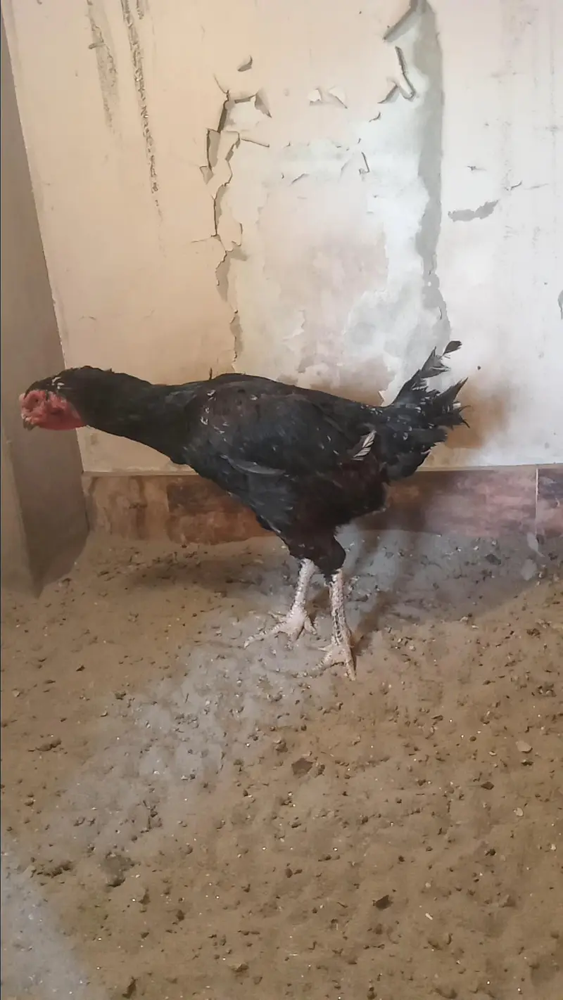 Mashallah Black O Shamo Breeder Pair 0326/7678/540 — photo 8