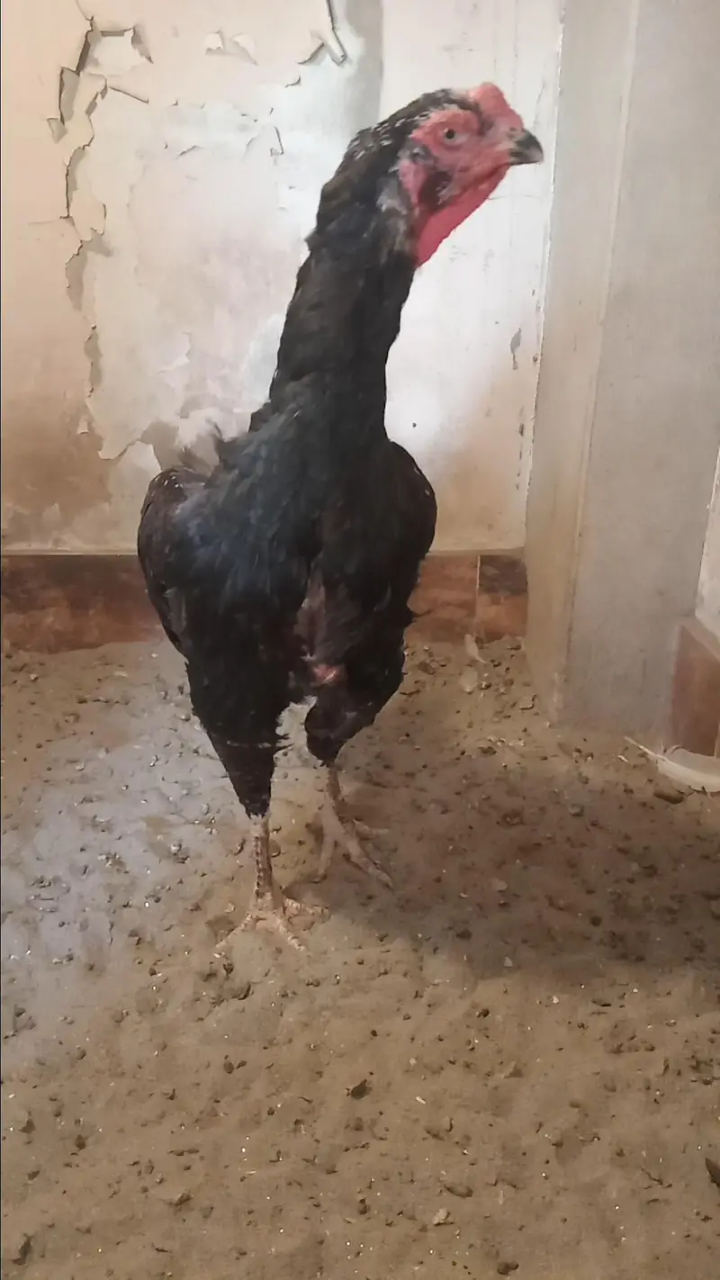 Mashallah Black O Shamo Breeder Pair 0326/7678/540 — photo 9