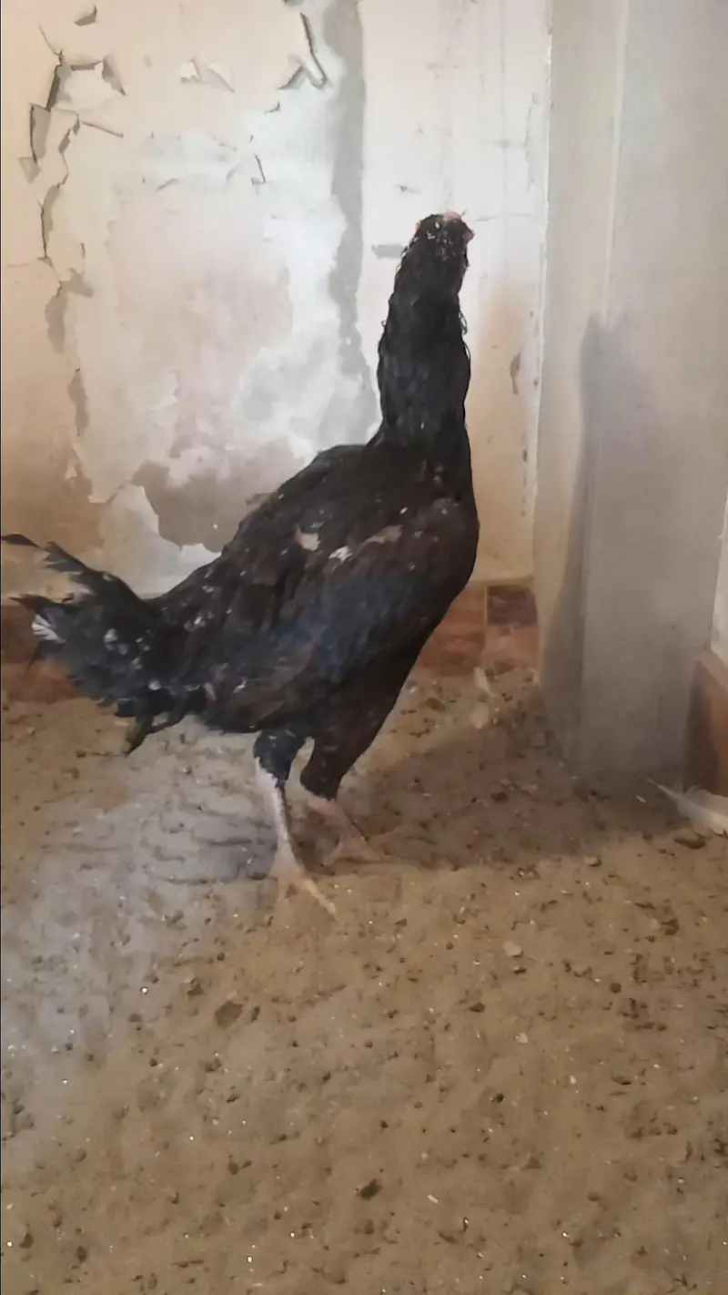 Mashallah Black O Shamo Breeder Pair 0326/7678/540 — photo 10