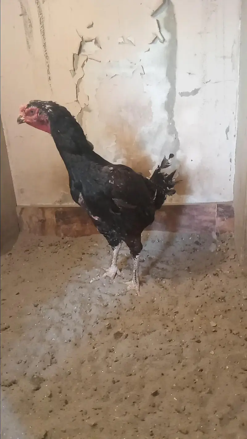 Mashallah Black O Shamo Breeder Pair 0326/7678/540 — photo 11