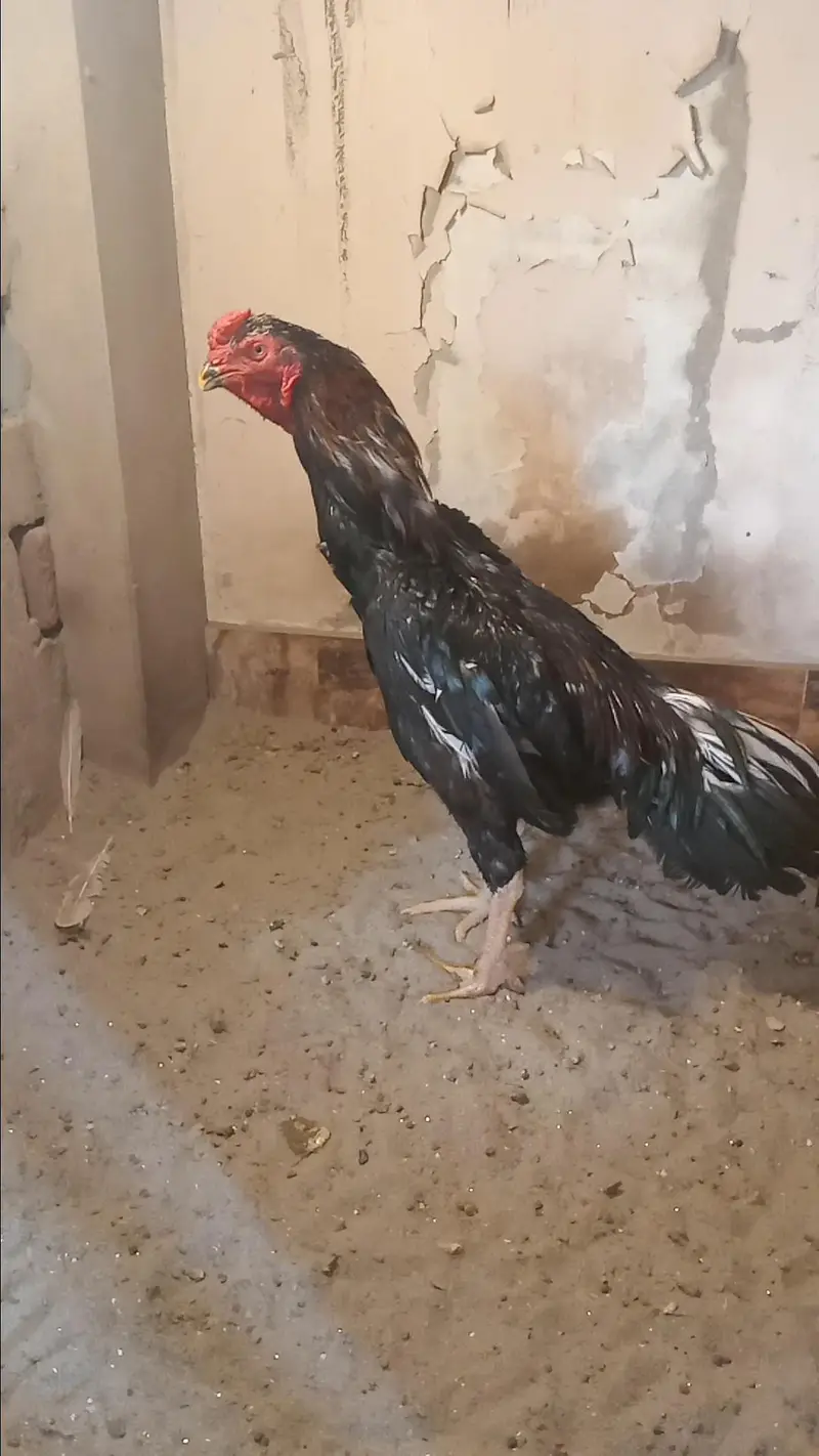 Mashallah Black O Shamo Breeder Pair 0326/7678/540 — photo 12