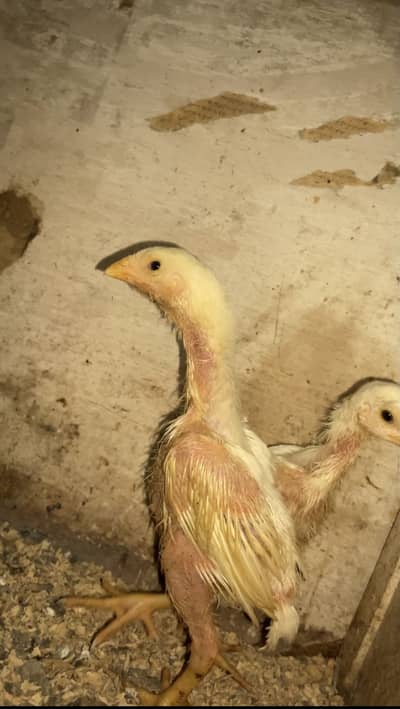 White Shamo Chicks | Aseel O Shamo | Male | Female | Paper White
