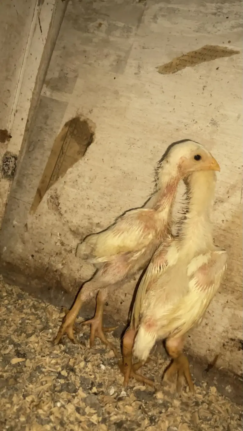 White Shamo Chicks | Aseel O Shamo | Male | Female | Paper White — photo 2