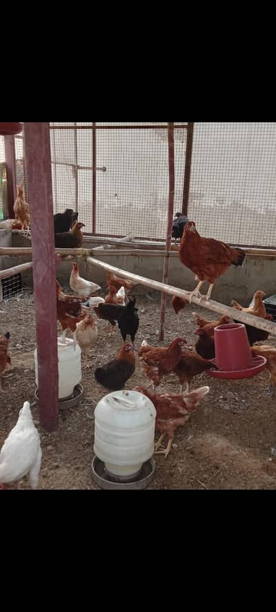 mix breed hen available for sale