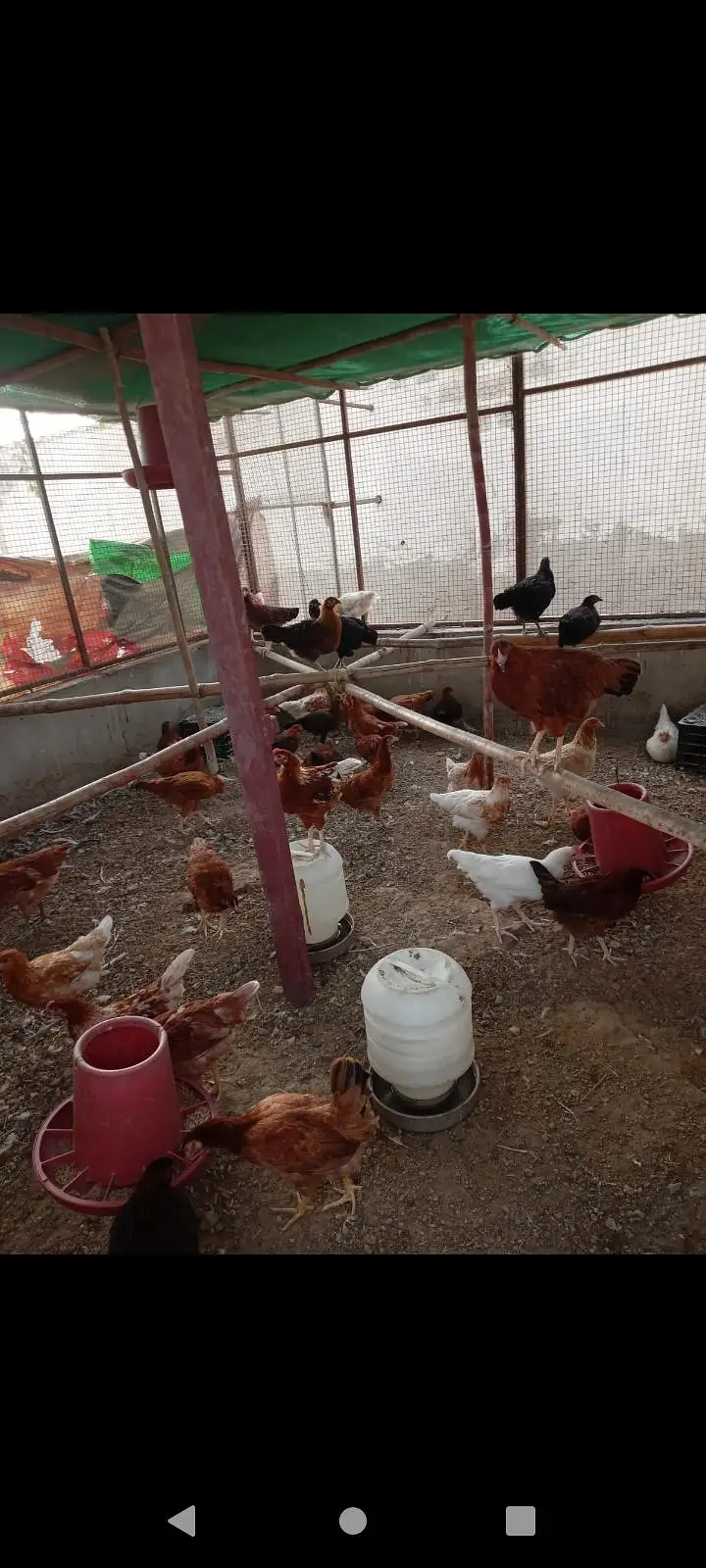 mix breed hen available for sale — photo 2