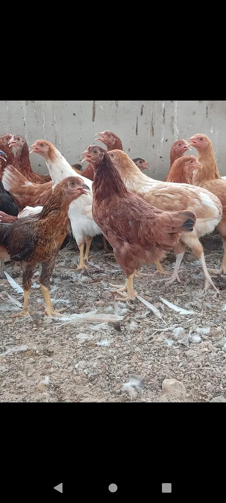 mix breed hen available for sale — photo 3