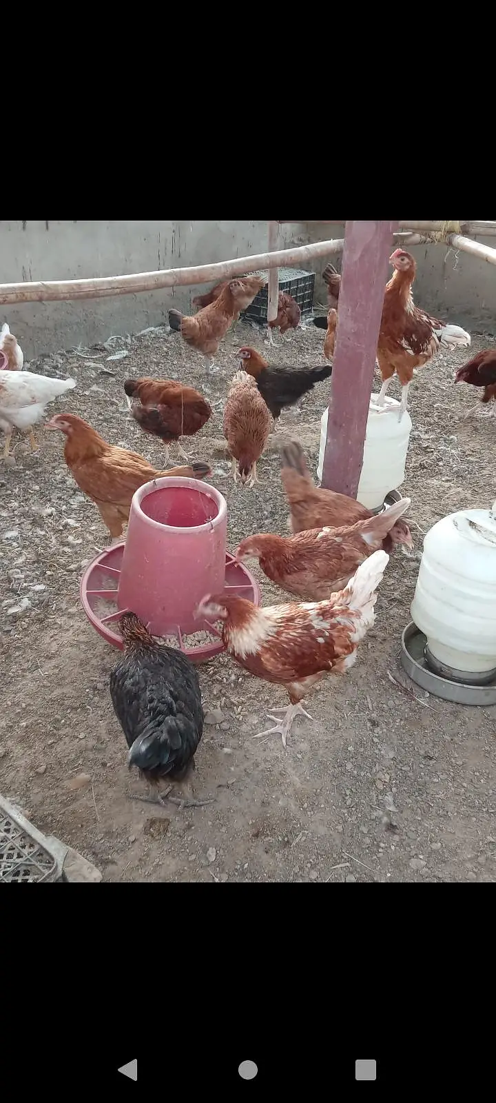 mix breed hen available for sale — photo 4