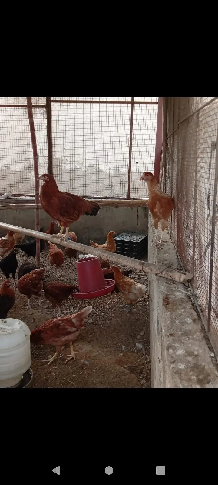 mix breed hen available for sale — photo 5