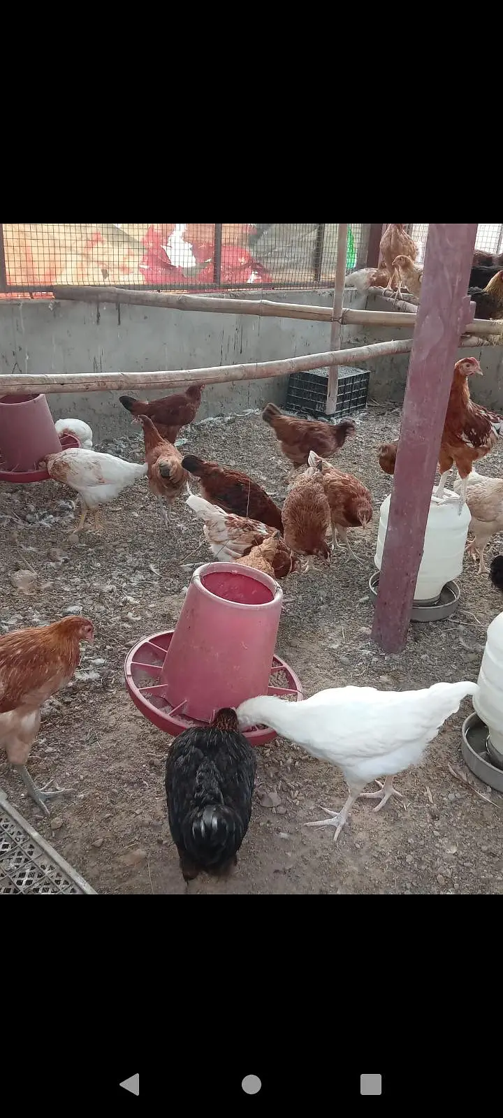 mix breed hen available for sale — photo 6