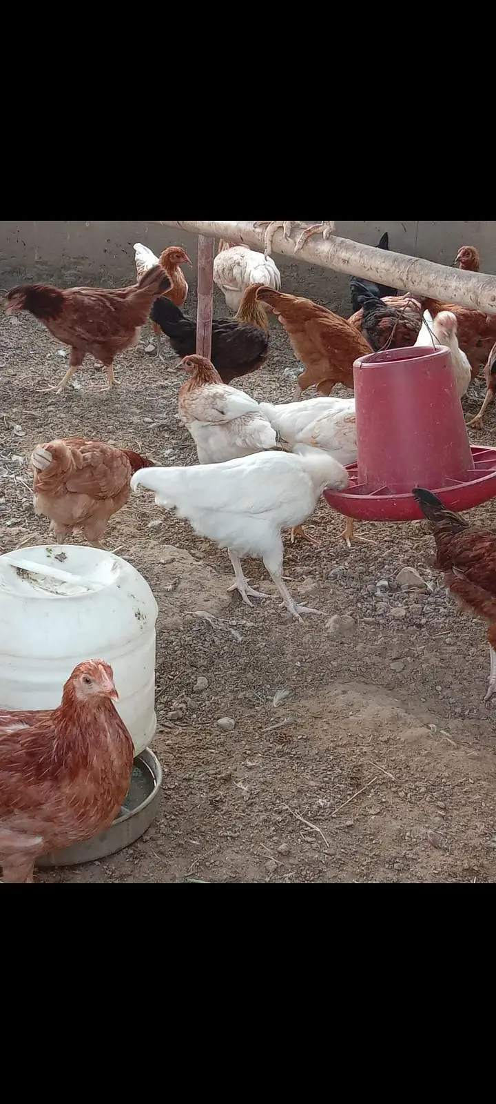 mix breed hen available for sale — photo 7