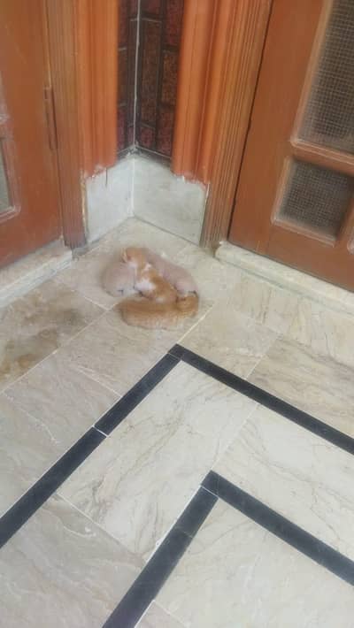 Female Cat with their kids