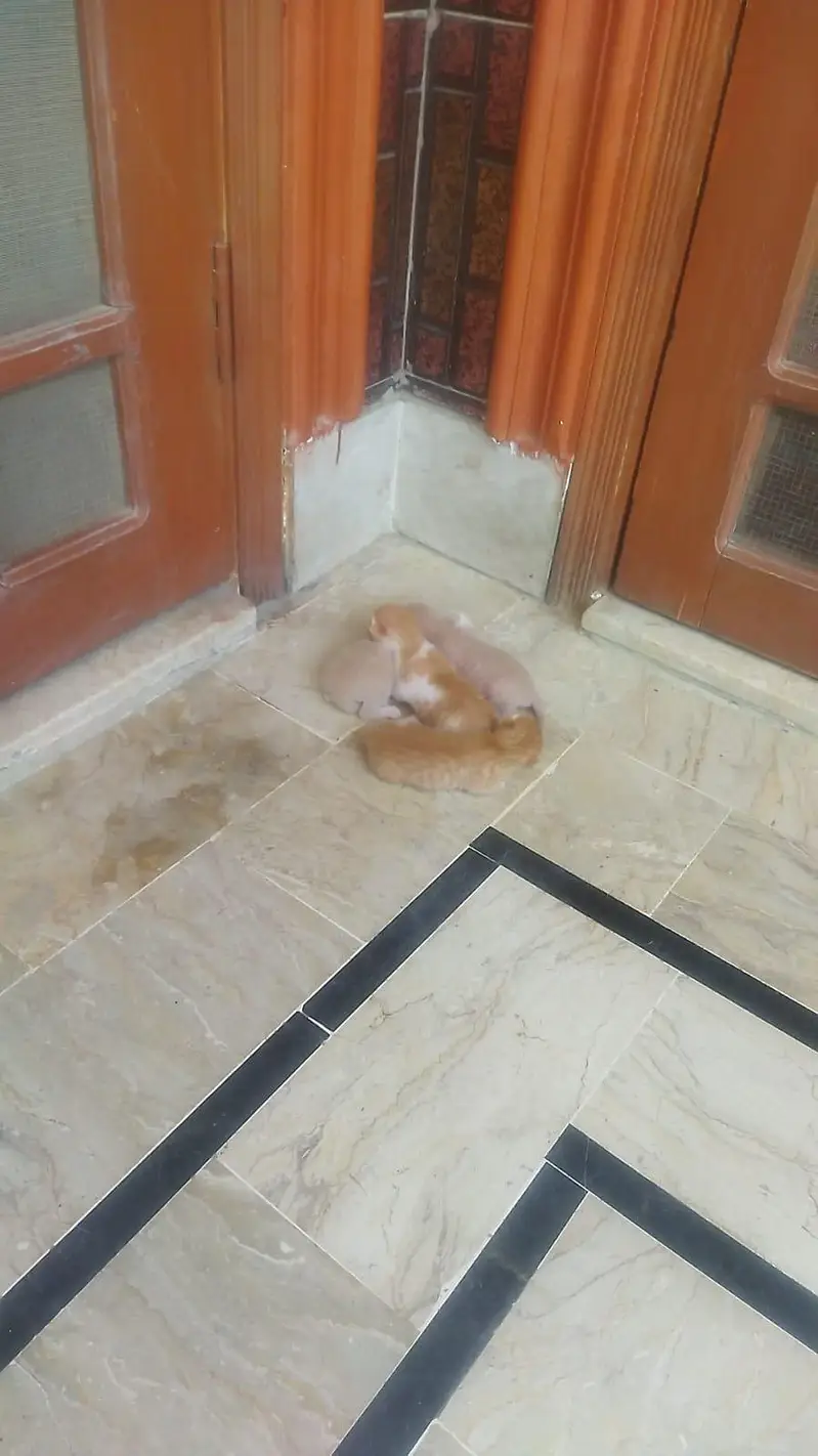 Female Cat with their kids — photo 2